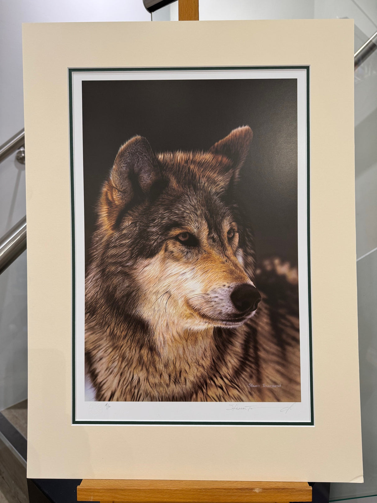 study of a greay wolf artist proof mounted print by artist steven townsend