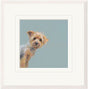 yorkie framed print by artist nicky litchfield