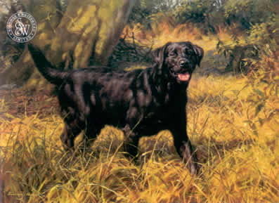 black labrador print by artist fredrick j haycock