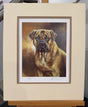 bull mastiff mounted print by artist mick cawston