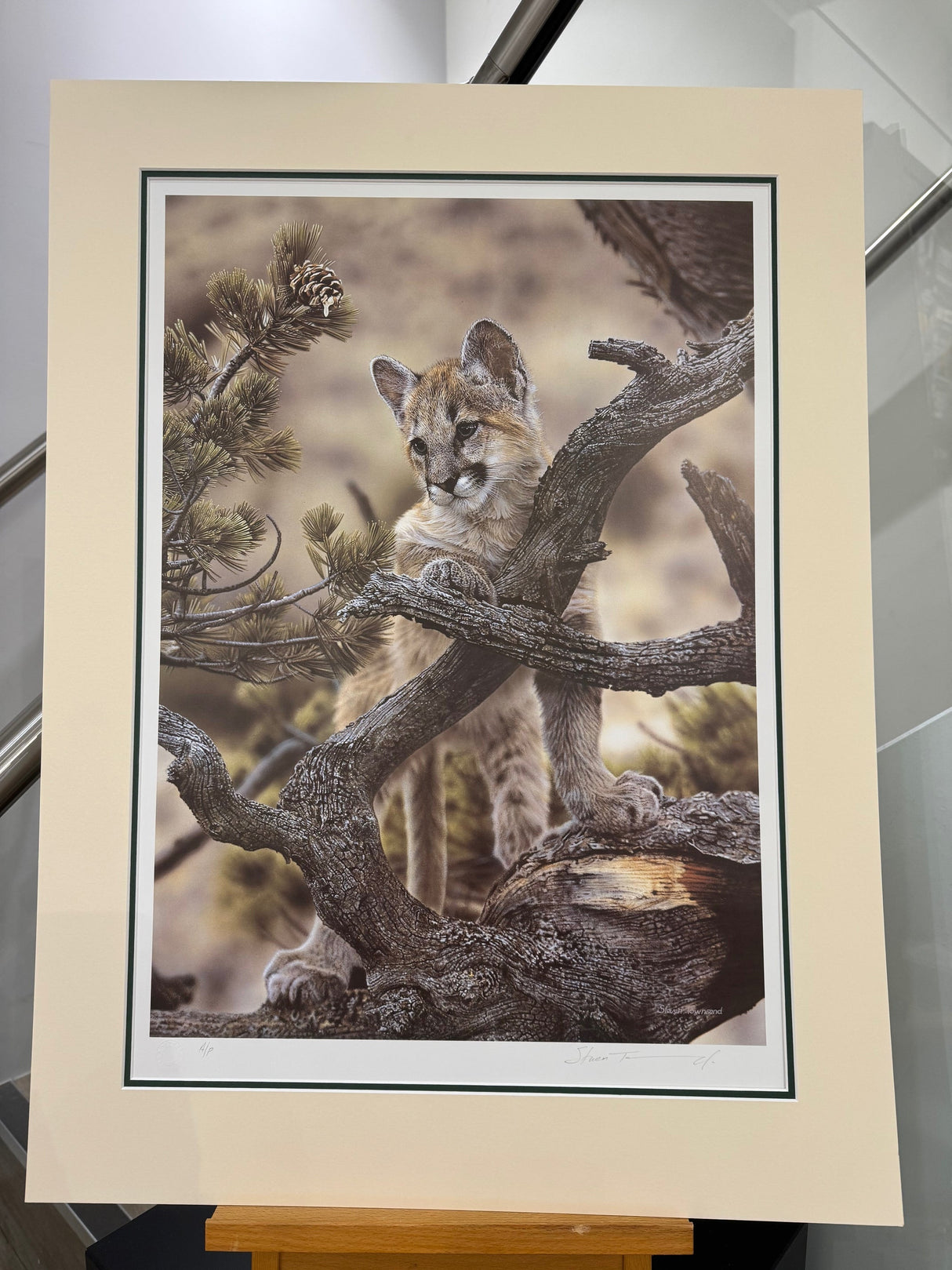 curiosity artist proof mounted print by artist steven townsend