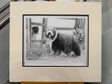 i see the sheep are out again mounted print by artist mike sibley