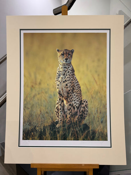 morning dew artist proof mounted print by artist steven townsend