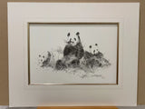 panda pencil mounted print by artist david shepherd