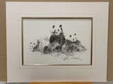 Panda (Pencil)