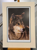 study of a greay wolf artist proof mounted print by artist steven townsend