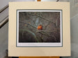 study of a robin artist proof mounted print by artist steven townsend