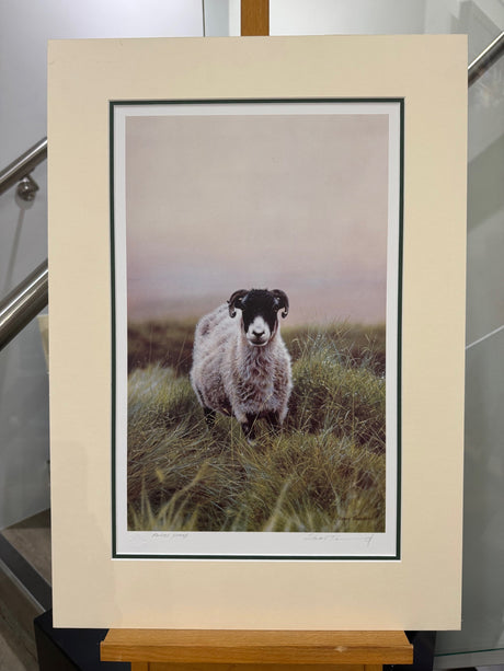 swaledale artist proof mounted print by artist steven townsend