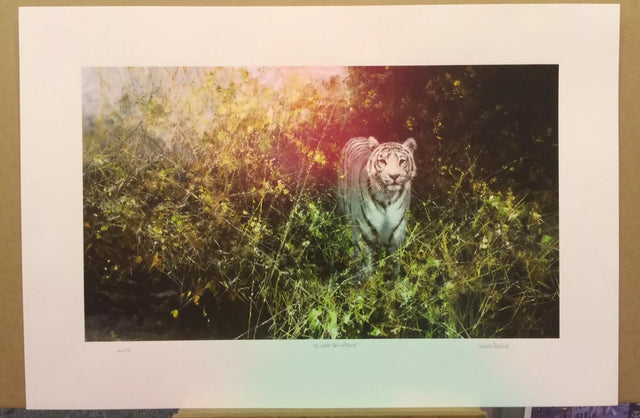 the white tiger of rewa silkscreen dec 2001 silkscreen print by artist david shepherd