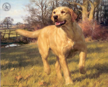 yellow labrador print by artist fredrick j haycock